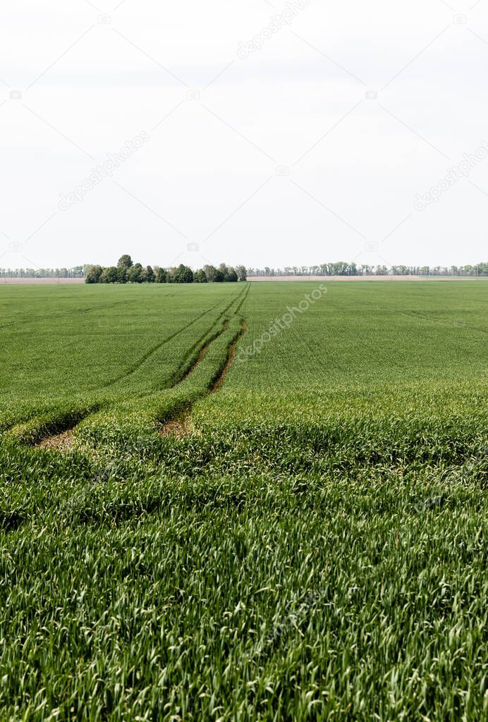 sunlight on fresh grass near path on green field 