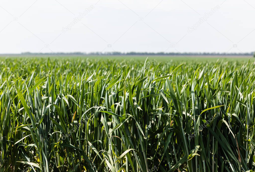 selective focus of fresh grass in summer field 