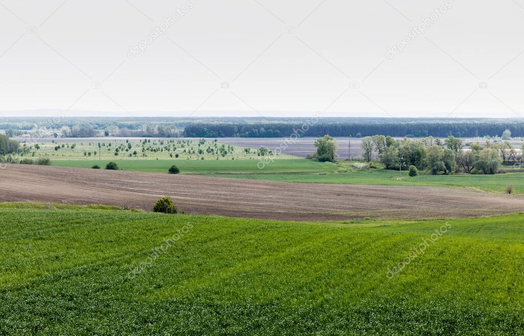 trees and bushes near land and grassy field 