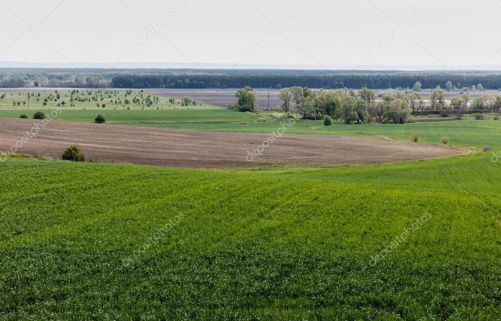 green trees and bushes near grassy field against sky