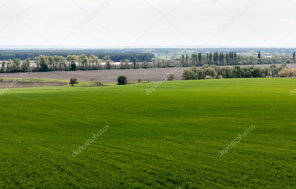 fresh and green grassy field near trees and bushes 