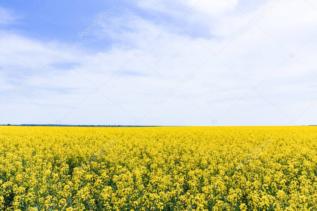 yellow and blooming wildflowers against sky with clouds in summertime