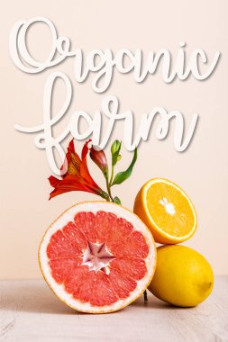Çiçek ve meyve kompozisyonu, kırmızı Alstroemeria ve turunçgiller, bej üzerine yazılmış organik tarım harfleri.