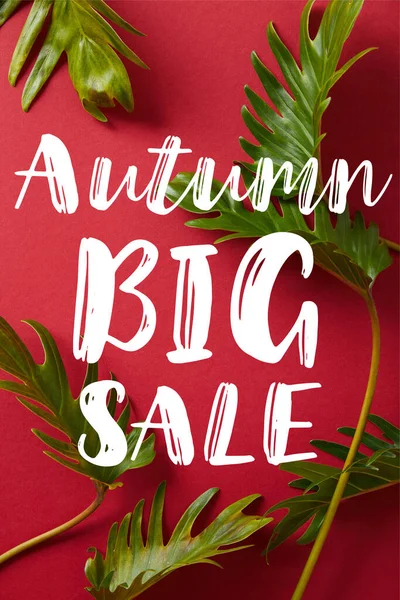 Top View Tropical Green Leaves Red Background Big Autumn Sale — Stock Photo, Image