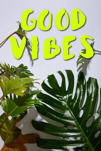 Fresh Tropical Green Leaves White Background Good Vibes Illustration — Stock Photo, Image