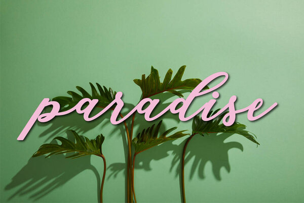fresh tropical green leaves on green background with paradise illustration