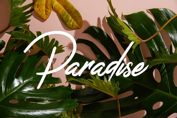 Färska Tropiska Gröna Blad Rosa Bakgrund Med Paradiset Illustration — Stockfoto