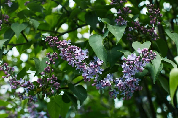 Крупним планом знімок красивого бузкового цвіту на дереві на відкритому повітрі — стокове фото