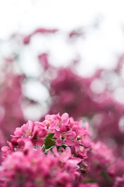 Gros plan de la fleur de cerisier rose sur fond flou naturel — Photo de stock