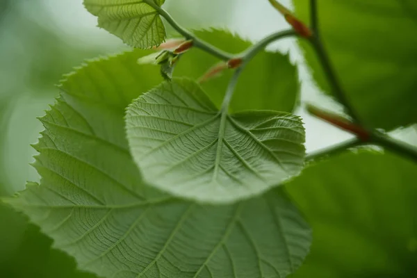 Gros plan des feuilles de tilleul vert — Photo de stock