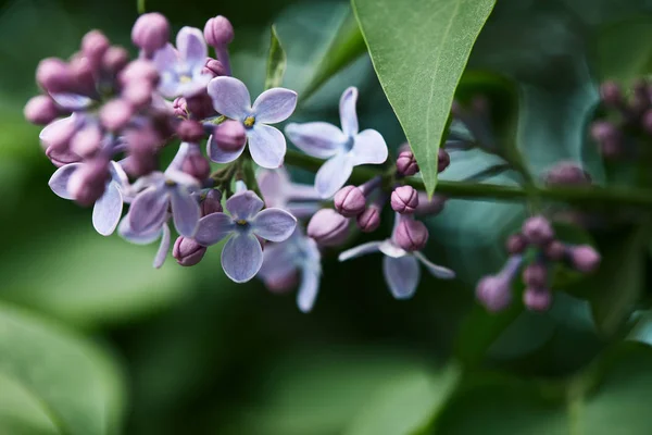 Close-up shot of beautiful lilac flowers on tree outdoors — Stock Photo
