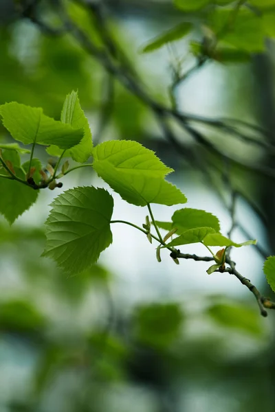 Primo piano colpo di foglie di tilia verde su sfondo naturale sfocato — Foto stock