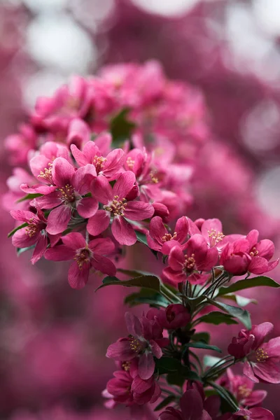 Primer plano de hermosa flor de cerezo rosa sobre fondo borroso natural - foto de stock