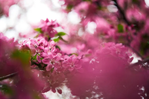 Крупный план розового цветения вишни на дереве на открытом воздухе — стоковое фото