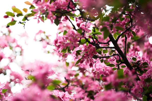 Nahaufnahme einer aromatischen rosa Kirschblüte am Baum — Stockfoto