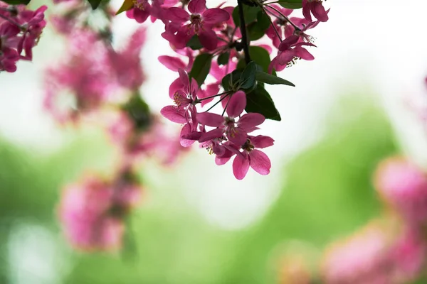 Close-up shot of branch of pink cherry blossom on green natural background — Stock Photo