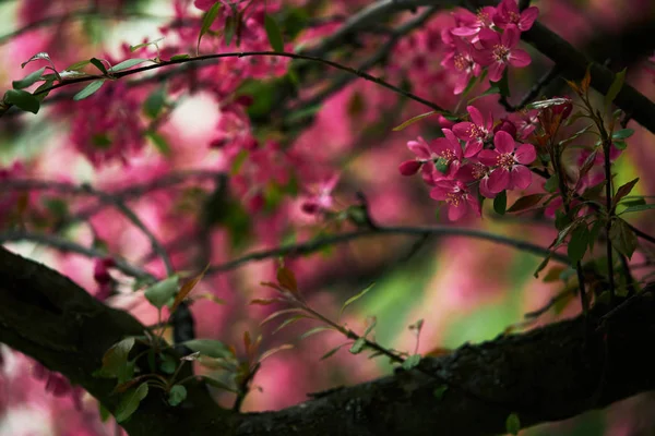 Primer plano de flor de cerezo rosa en el árbol - foto de stock