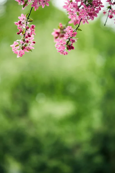 Primer plano de hermosa flor de cerezo rosa sobre fondo verde natural - foto de stock