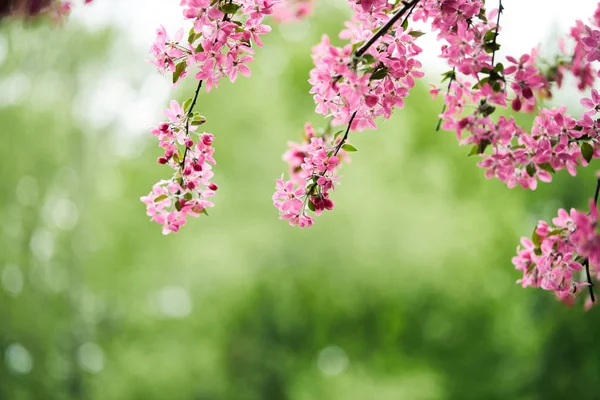 Close-up shot of pink cherry blossom on green natural background — Stock Photo