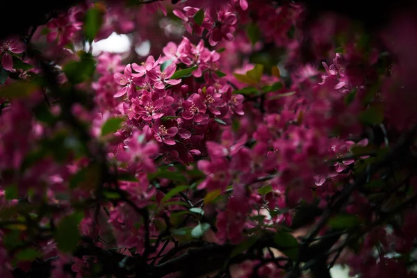 Primer plano de hermosa flor de cerezo rosa en el árbol - foto de stock