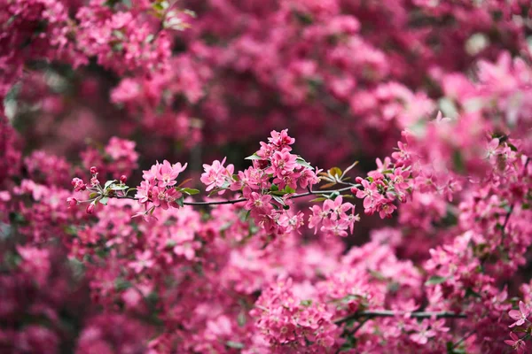 Close-up shot of beautiful aromatic pink cherry flowers on tree — Stock Photo