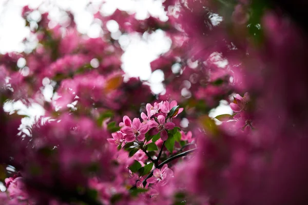 Close-up shot of beautiful pink cherry flowers on tree — Stock Photo