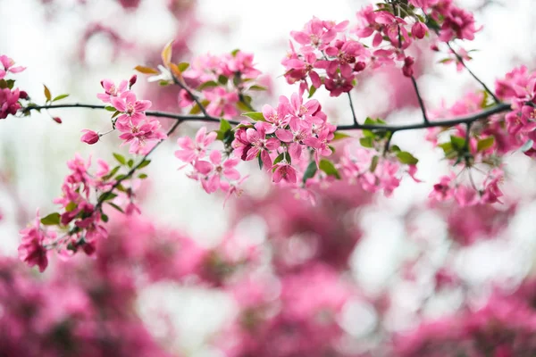 Close-up shot of branch of aromatic pink cherry flowers on tree — Stock Photo