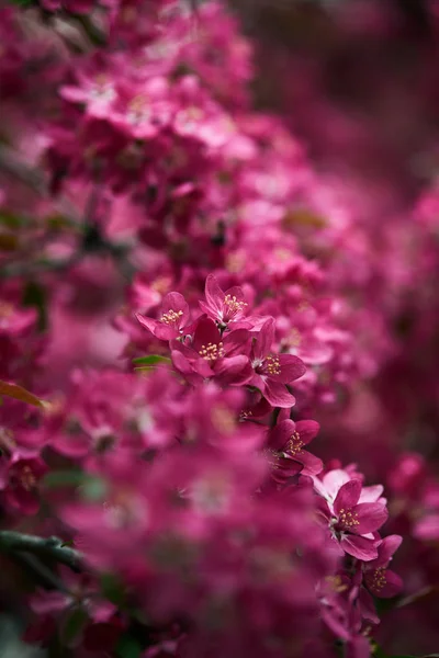 Primer plano de flores aromáticas de cerezo rosa en el árbol - foto de stock