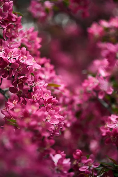 Gros plan de fleurs de cerisier rose sur l'arbre — Photo de stock