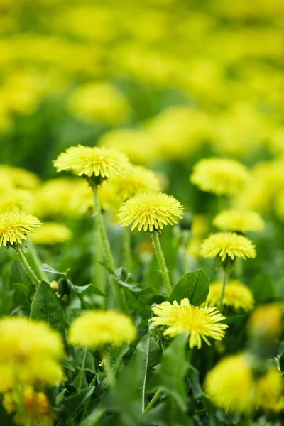 Primer plano de flores de diente de león amarillo en el prado - foto de stock