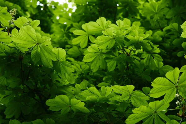 Hermoso árbol de castaño verde floreciente al aire libre - foto de stock