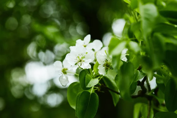 Close-up shot of aromatic white cherry flowers on tree — Stock Photo