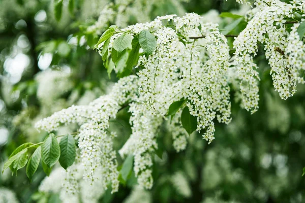 Close-up shot of white bird-cherry blossom — Stock Photo