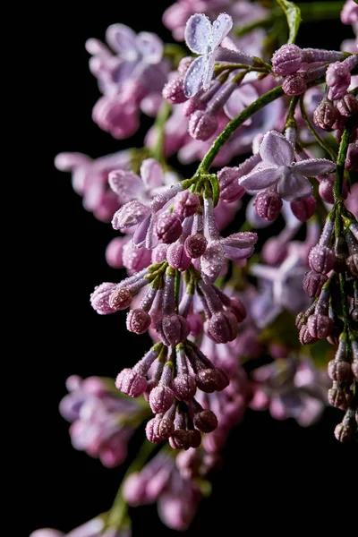 Tiro close-up de ramo de belas flores lilás cobertas com gotas de água isoladas em preto — Fotografia de Stock