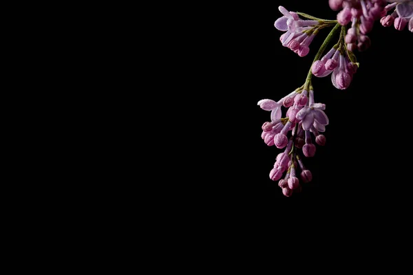 Primer plano de rama de flores lila cubiertas con gotas de agua aisladas en negro - foto de stock
