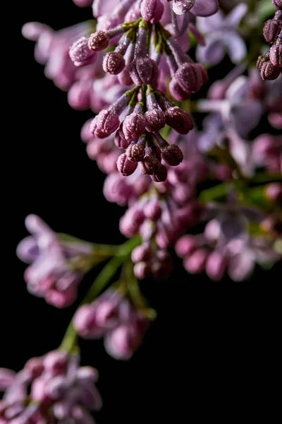 Nahaufnahme von aromatischen lila Blüten, die mit Wassertropfen bedeckt sind, isoliert auf schwarz — Stockfoto