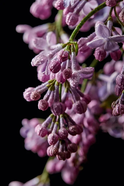 Primo piano di fiori lilla ricoperti di gocce d'acqua isolate su nero — Foto stock
