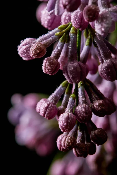 Primo piano di bellissimi fiori lilla ricoperti di gocce d'acqua isolate su nero — Foto stock