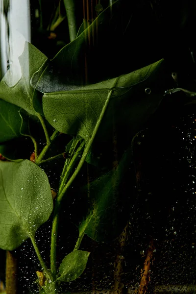 Primer plano de hojas de lila verde en jarrón de vidrio con agua - foto de stock