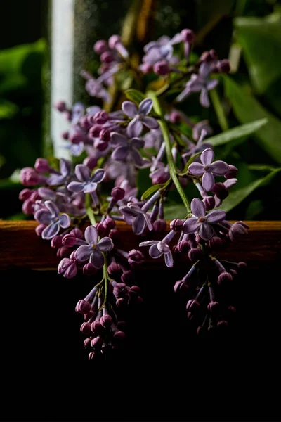 Close-up shot of aromatic lilac flowers in darkness — Stock Photo