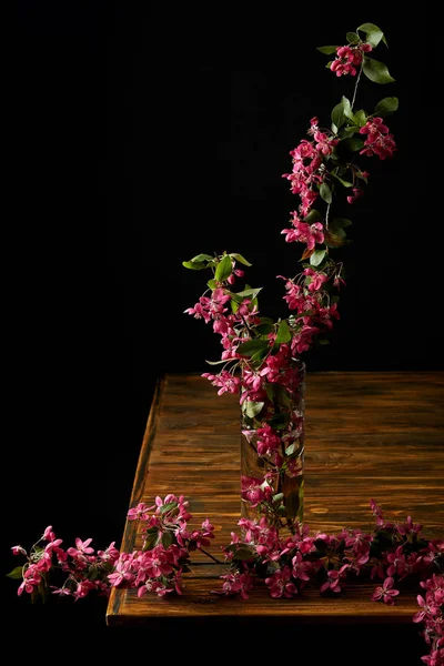 Close-up shot of branch of pink cherry blossom in vase isolated on black — Stock Photo