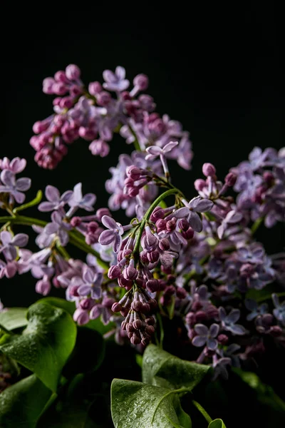 Plano plano de flores aromáticas de primavera lila aisladas en negro - foto de stock