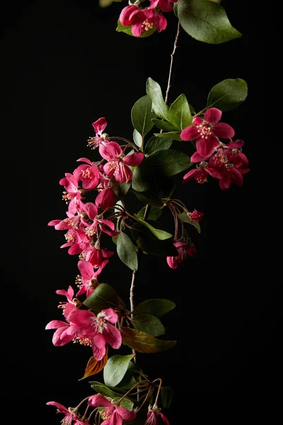 Close-up shot of branch of pink cherry blossom isolated on black — Stock Photo