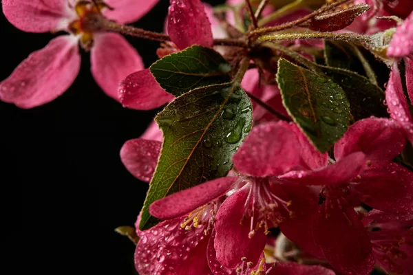 Primer plano de hermosa flor de cerezo rosa aislado en negro - foto de stock