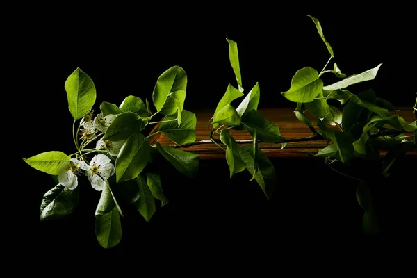 Close-up shot of branch of cherry blossom lying on wooden tabletop isolated on black — Stock Photo