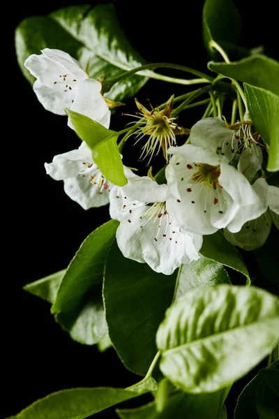 Plan rapproché de fleurs de cerisier aromatiques isolées sur noir — Photo de stock