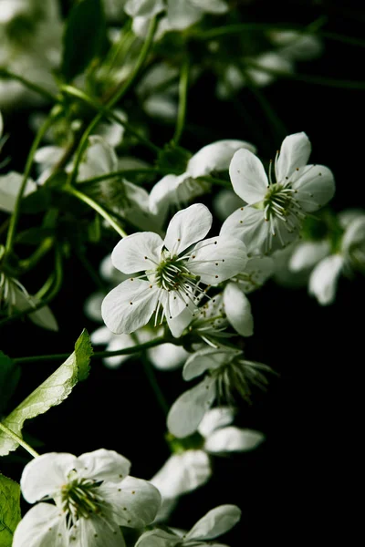 Gros plan de belles fleurs de cerisier isolées sur noir — Photo de stock