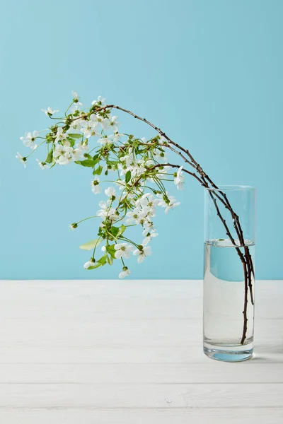 Nahaufnahme von Zweigen schöner Kirschblüten im Glas isoliert auf blauem Grund — Stockfoto