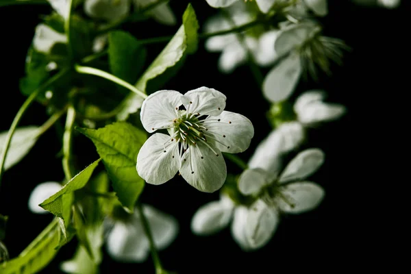 Primer plano de hermosa flor de cerezo blanco aislado en negro - foto de stock