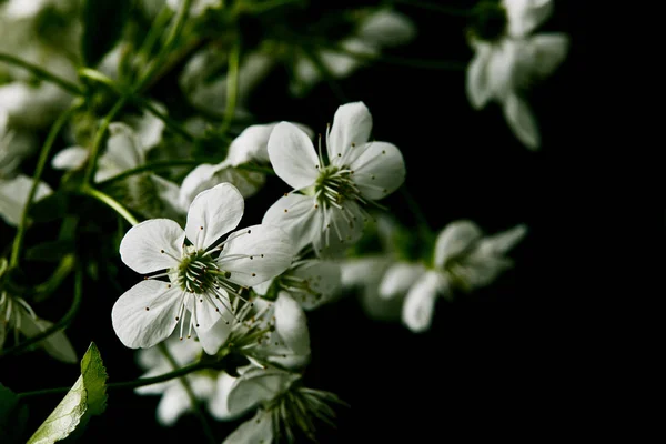 Крупним планом знімок білого вишневого цвіту ізольовано на чорному — стокове фото
